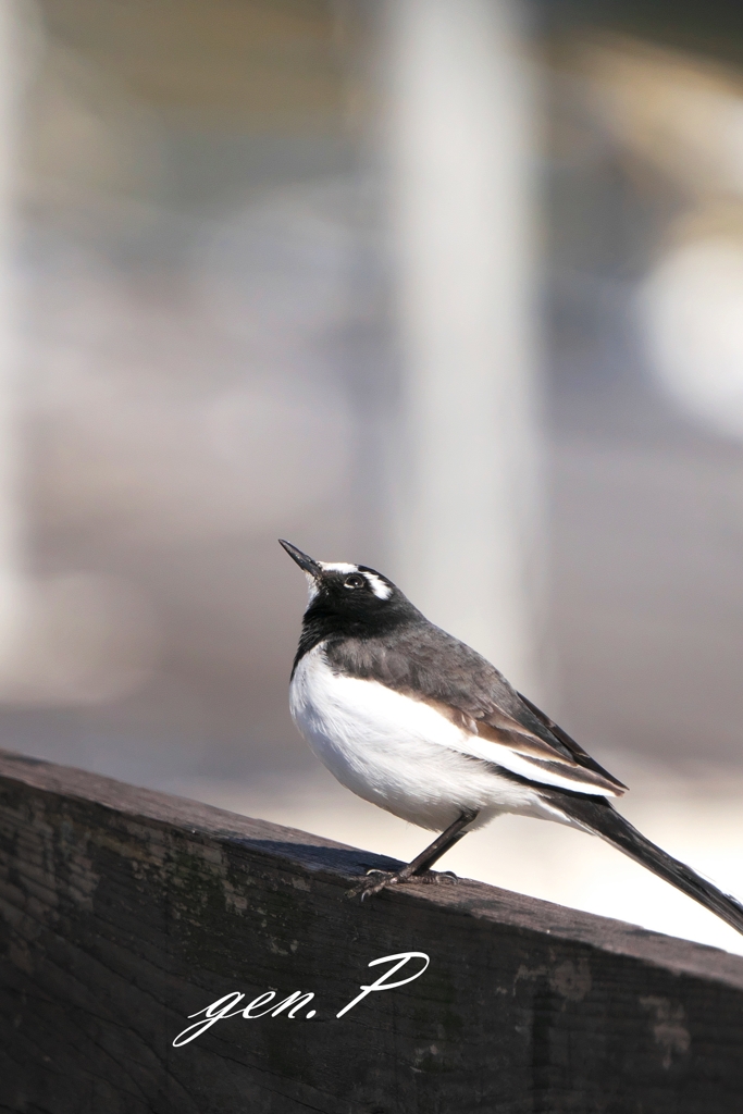 上を見れば＃セグロセキレイ＃