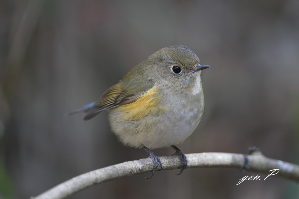 まんまるモフモフ