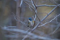 振り向けば#ルリビタキ#