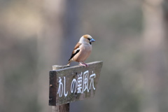 ワシではありません・・・