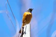 出会い3.24 ジョウビタキ 「警戒」