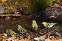 並んで＃マヒワ＃