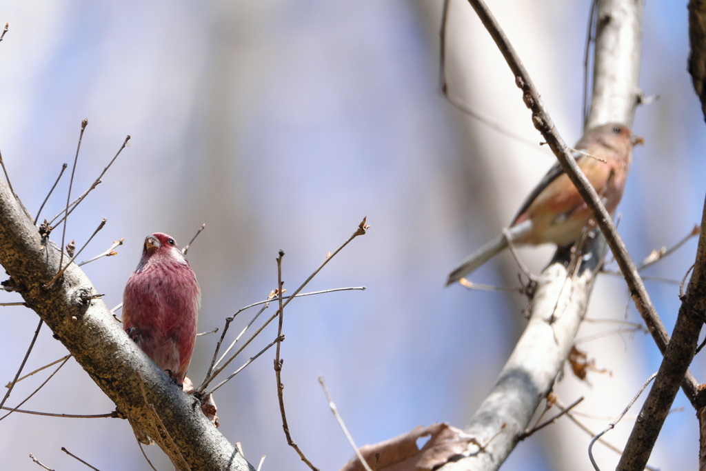 出会い3.24　ベニマシコ　２態