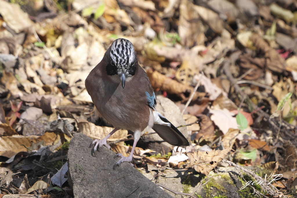 正面からご挨拶#カケス＃