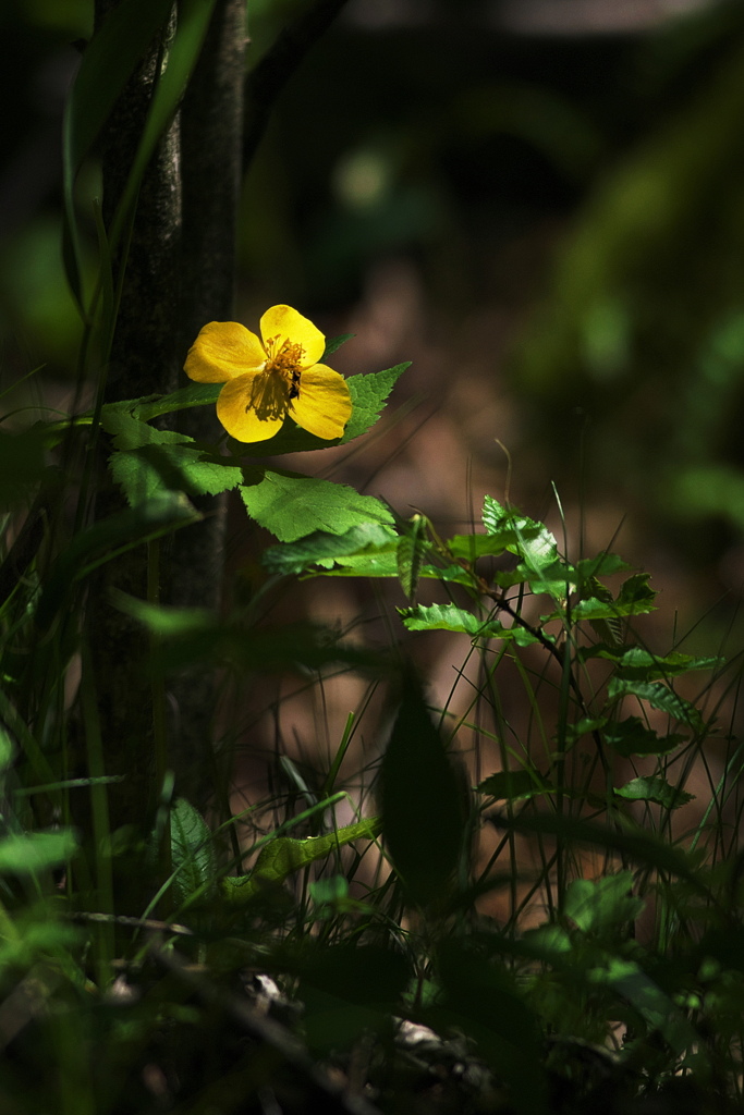 日陰の彩