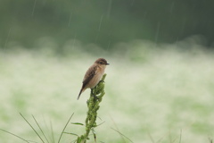 雨中のソバノビ２