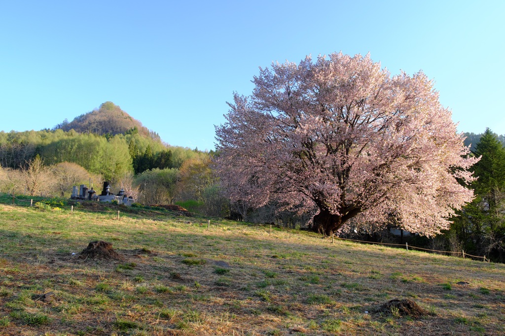 オオヤマサクラ　満開
