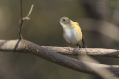 smallpark　カップル2