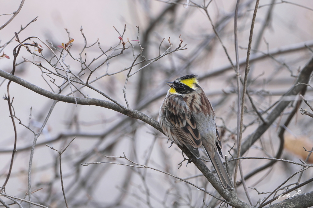 冬の使者＃ミヤマホウジロ＃