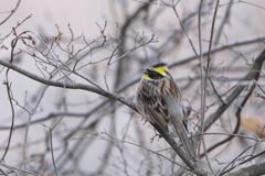 冬の使者＃ミヤマホウジロ＃