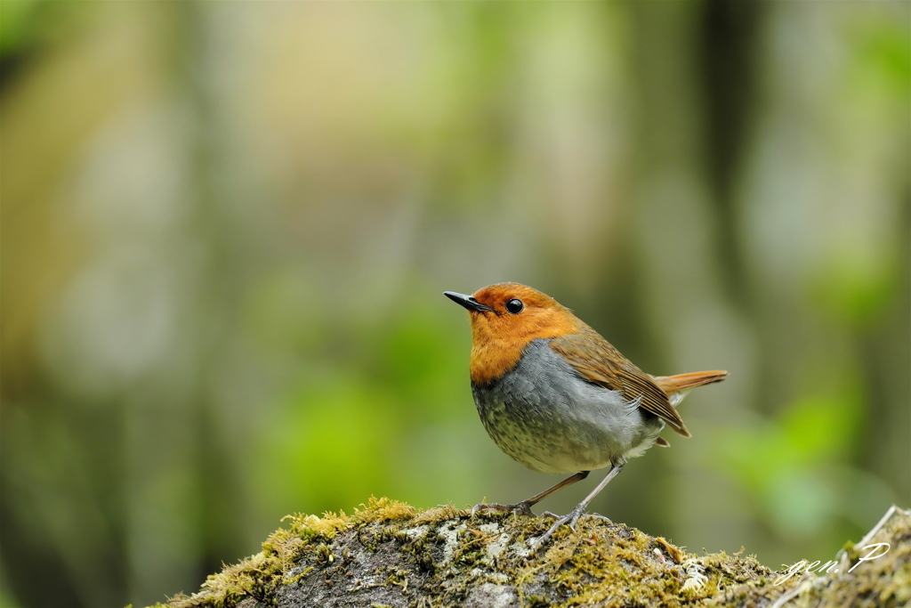 思い出２＃コマドリ＃