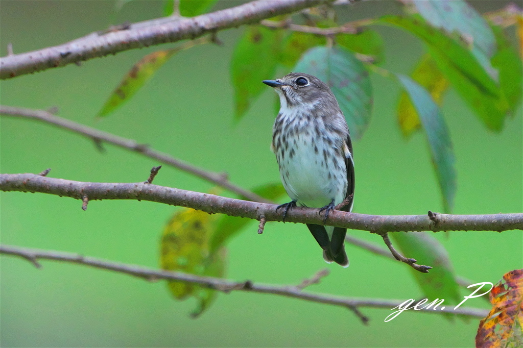 ＃エゾビタキ＃見つめる先