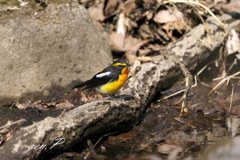 撮ったまま＃キビタキ♂＃