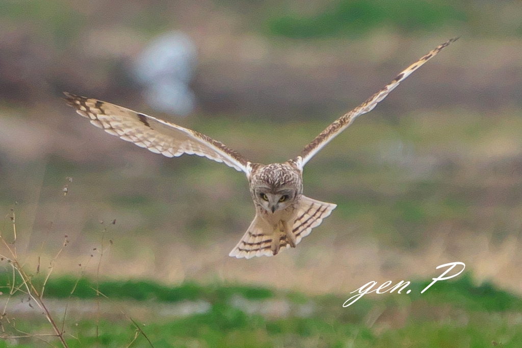 target＃コミミズク＃