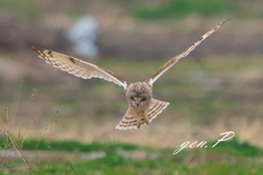 target＃コミミズク＃