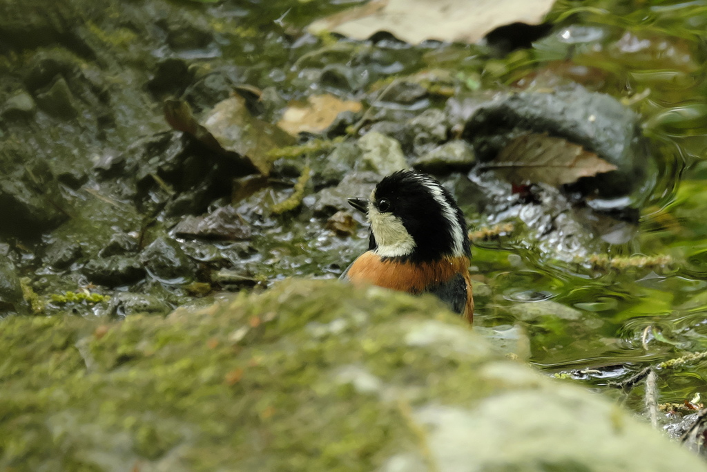 隠れてるかな？