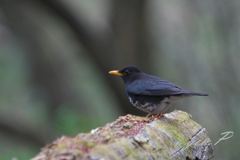 クロツグミ　大胆に１