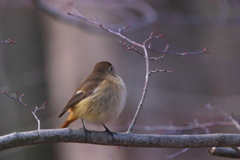 今年もありがとう(^O^)/#ジョウビタキ♀#