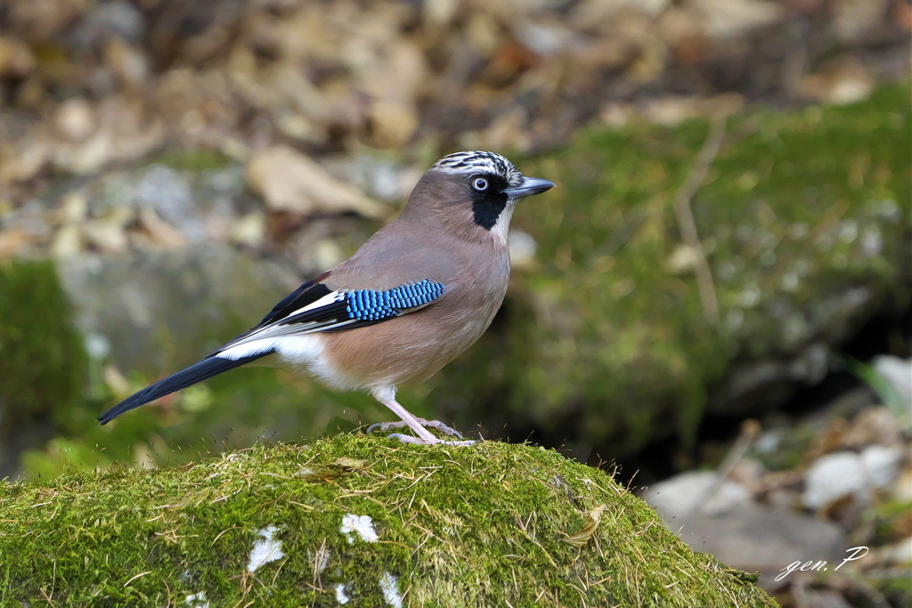 お立ち台＃カケス＃