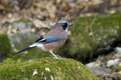 お立ち台＃カケス＃