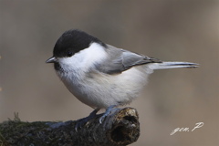 接写＃コガラ＃