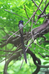 正調＃サンコウチョウ♂＃