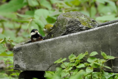 水場の仲間２