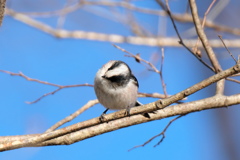出会い3.24 エナガ「う~ん!。」