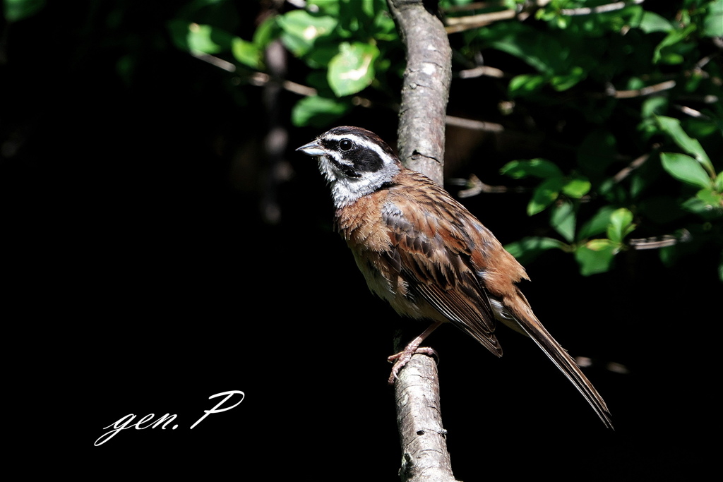 半径１０ｍの出会い➃