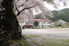 校舎の桜