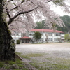 校舎の桜