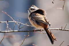出会い3.24　ホウジロ