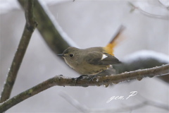 雪中＃ジョウビタキ♀＃3