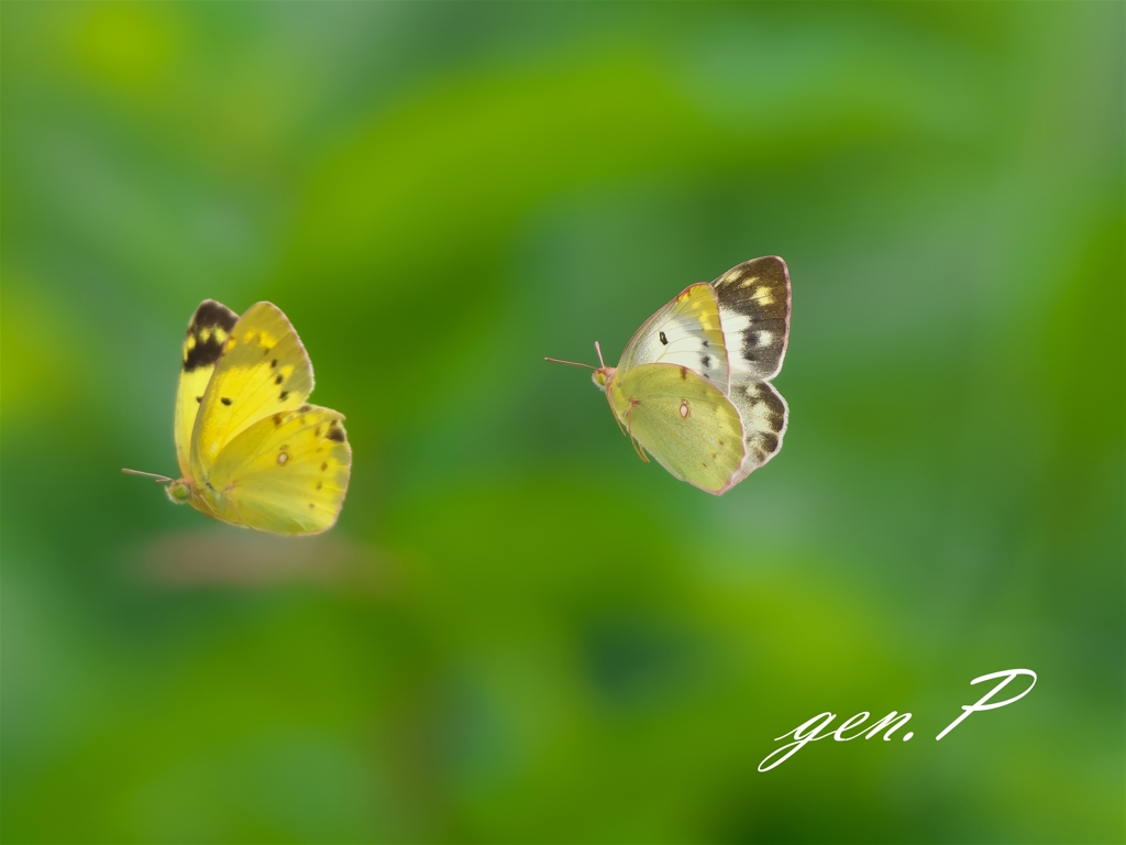 ランデブー　癒し