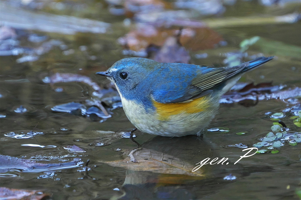 今日のルリビタキ♂