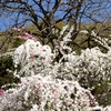 枯れ木に花を