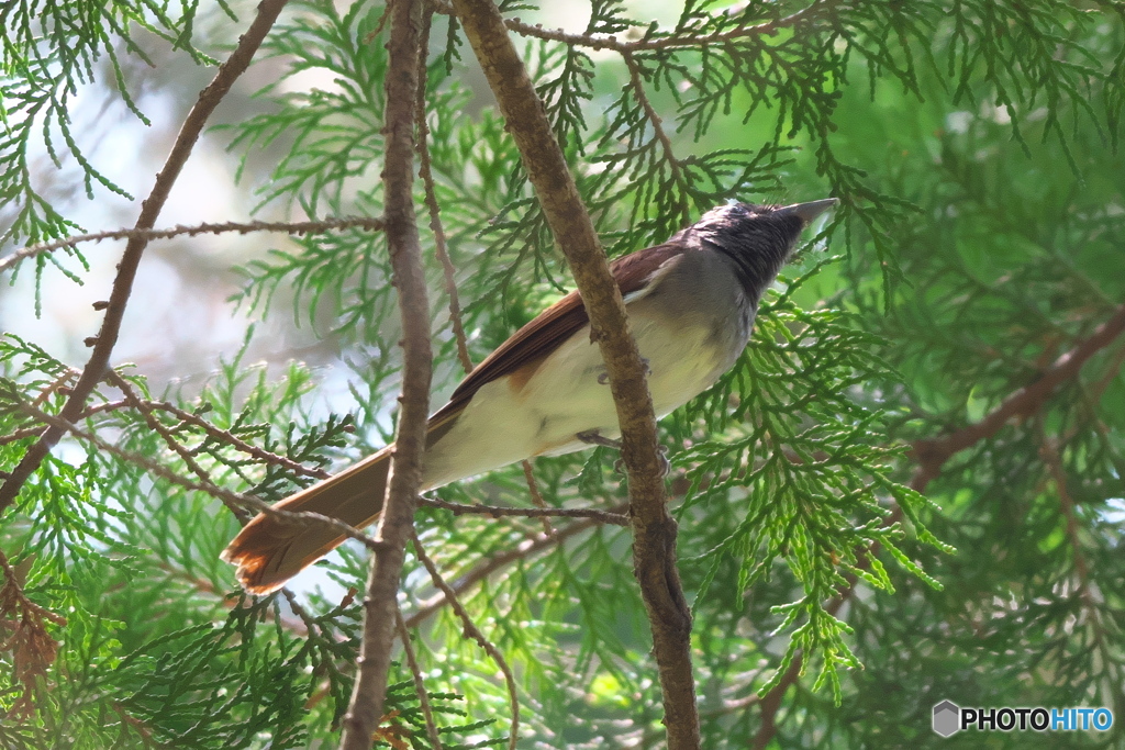 育雛お疲れ＃サンコウチョウ♀＃