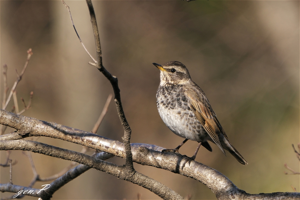 澄み渡る空のように＃ツグミ＃