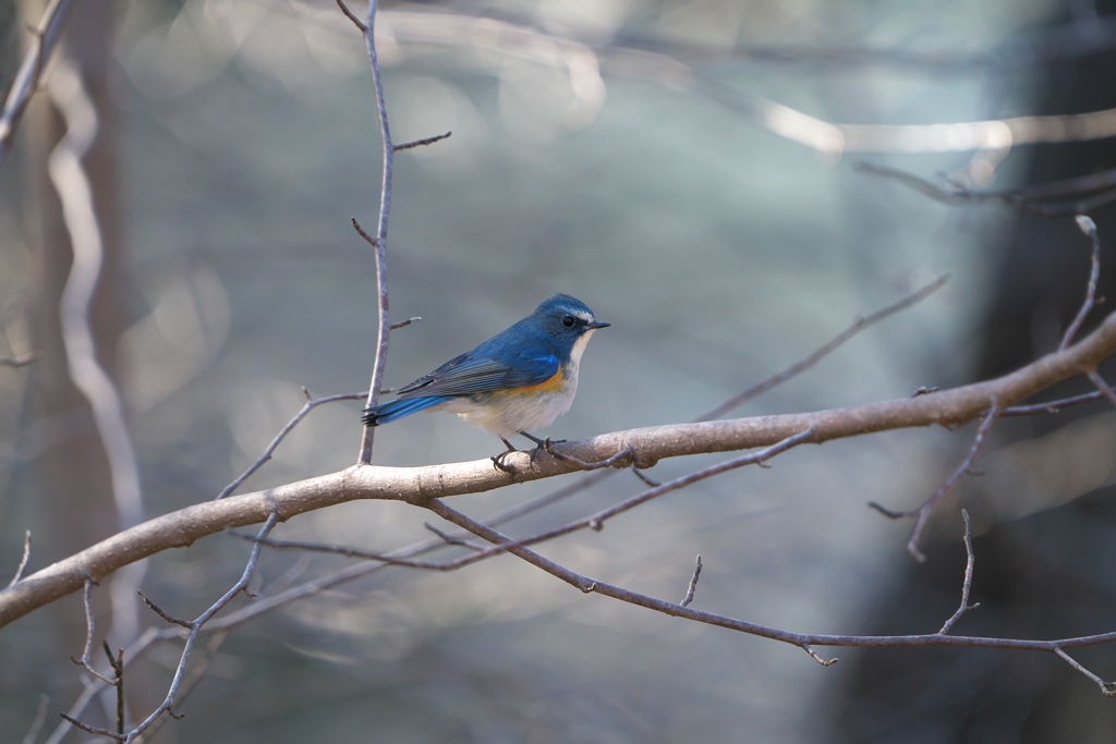 きれいだ＃ルリビタキ＃