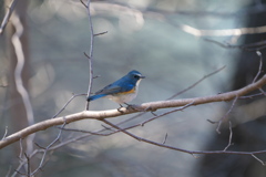 きれいだ#ルリビタキ#