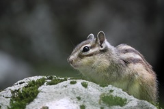 撮ってください。