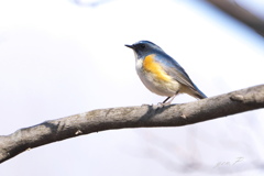 smallpark　カップル1