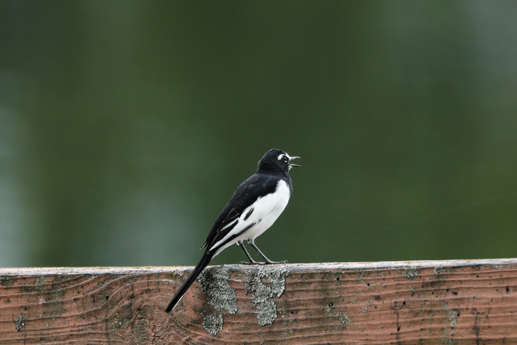 セグロセキレイ　