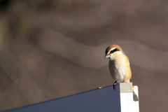 今年もありがとう(^O^)/#モズ#