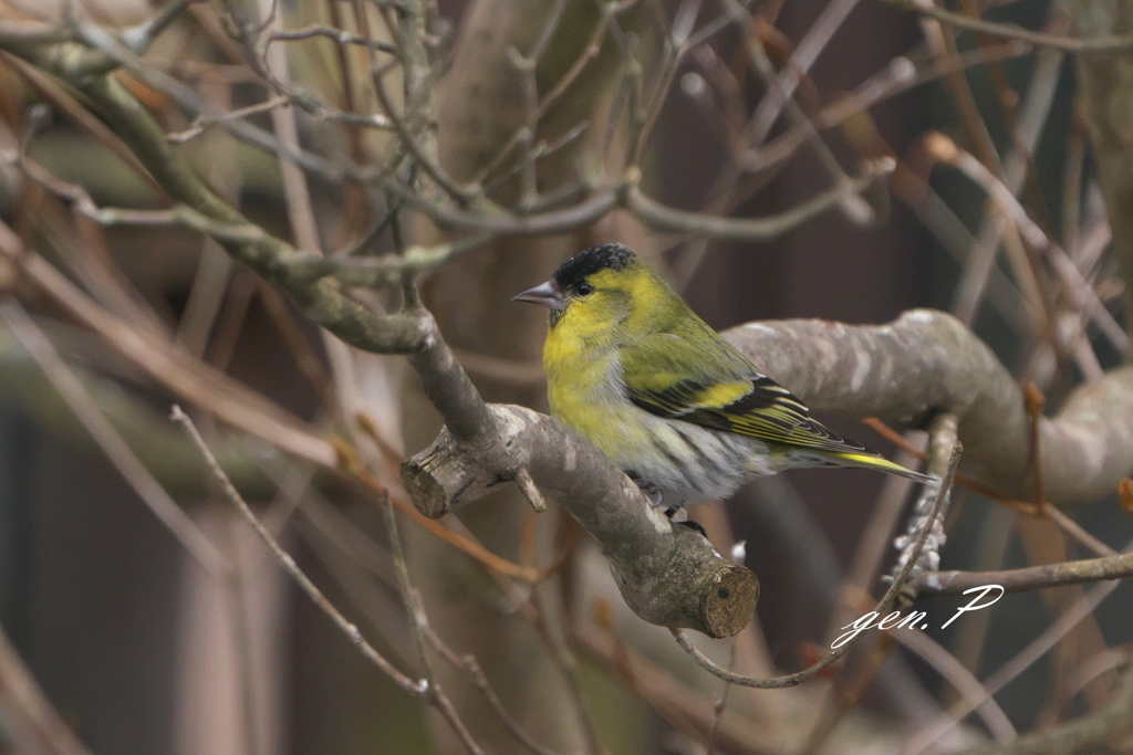 yellowbird　＃カワラヒワ、マヒワ＃2