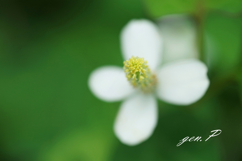 可憐＃ドクダミの花＃