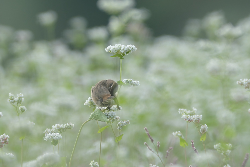 のんびりとラストウィーク
