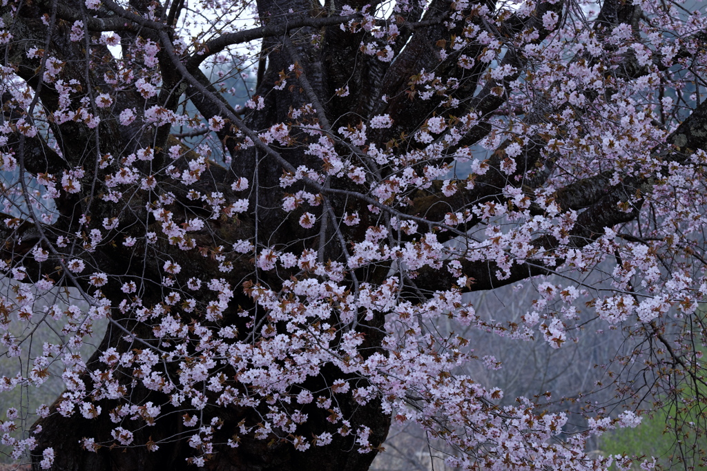 巨樹桜盛１