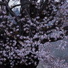 巨樹桜盛１