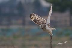 takeoff＃コミミズク＃